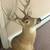 Whitetail deer mount 3 thumbnail