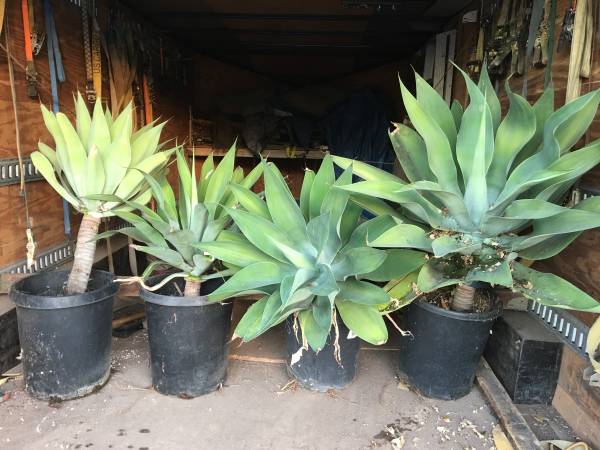 Foxtail agave 1