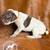 German Shorthaired Pointers 3 thumbnail