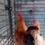 Bantam chickens 4 thumbnail