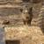 Mini pig 2 thumbnail