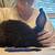 Silver fox rabbits 3 thumbnail