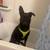 Female german shepherd 2 thumbnail