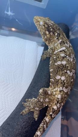 Reptiles 1
