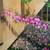 Perennial Potted Plants from my Homestead Gardens 17 thumbnail