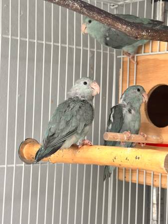 Parrotlets 1