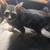 Super CUTE Kitties 23 thumbnail