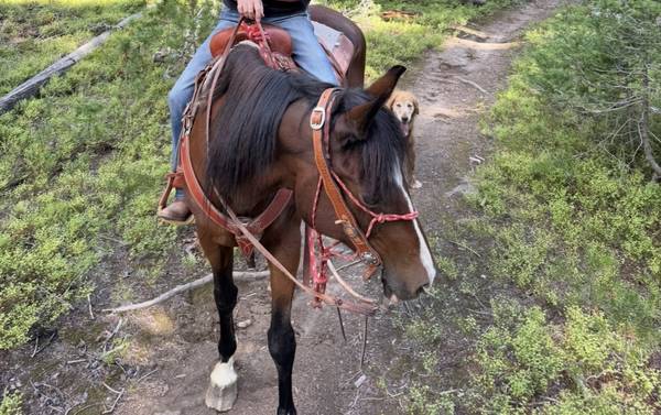 Gentle bay mare 1