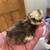 Silkie chicks 1 thumbnail