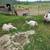 Muscovy  ducklings.  Royal palm poults. 5 thumbnail