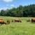 100% Grass-Fed Grass-Finished Pure Dexter Beef – Blue Ridge TX (near M 7 thumbnail