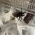 Green Bottle Blue tarantula and terrarium 1 thumbnail