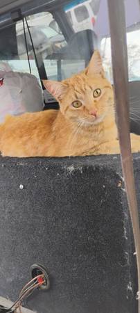 If anybody sees my cat he's a boy please let me know (Denver)64145642798979120