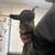 Nigerian dwarf goats 3 thumbnail