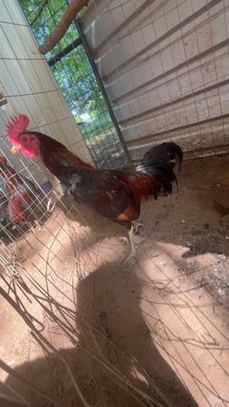 Gamefowl 1