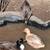 Call ducks 4 thumbnail