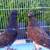 Pigeon 2 thumbnail