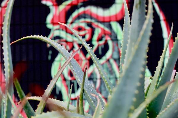 SERVER/ Front of the house - Rooster Cafe 1