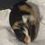 Guinea pig and cage 3 thumbnail