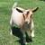 Nigerian Dwarf Doe 1 thumbnail