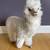 llama statue 1 thumbnail