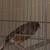 Canaries 4 thumbnail