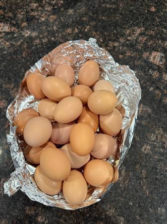 Fresh eggs from free range chickens 1