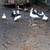 Muscovy ducks 1 thumbnail