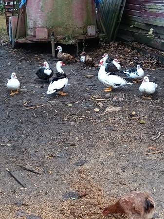 Muscovy ducks 1