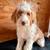 Medium Male Bernedoodle 1 thumbnail