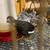 *Button quail* 4 thumbnail