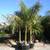 Cuban Royal palms ///// Roystonea regia 14 thumbnail
