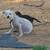 puppies 24 thumbnail