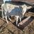 Mini brangus heifer(reduced$)possible trade 4 thumbnail