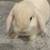 White fluffy mini holland lop bunny 1 thumbnail