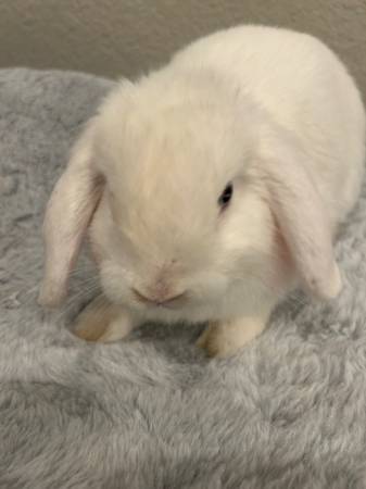 White fluffy mini holland lop bunny 1