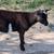 Nigerian dwarf 3 thumbnail
