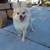 Pomeranian 3 thumbnail