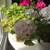 Large Geranium Houseplants-Easy Care Houseplants 3 thumbnail