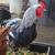 Rooster 1 thumbnail