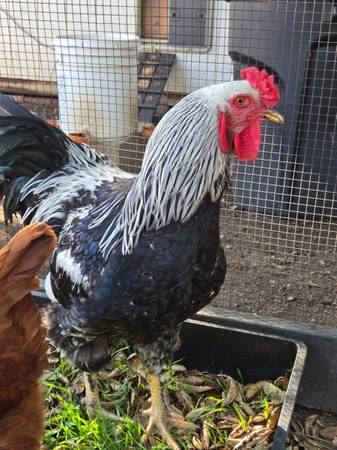 Rooster 1