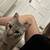 Cat- good home only 3 thumbnail