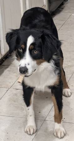 Moose Mini Australian Shepard 1