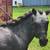 Horse clipping, plaiting/braiding, and sheath cleaning 7 thumbnail