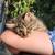 Saphire, long haired kitten for adoption 3 thumbnail