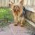 Stud Yorkshire 1 thumbnail