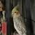 Cockatiels for sale 2 thumbnail