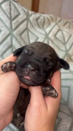 Cane corso puppy for rehoming(Female( Brindle (Amity)63902987658883123