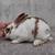 Rabbits 11 thumbnail