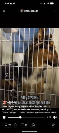 Sweet and friendly Australian Shepherd mix (Carmichael)63962707232003122